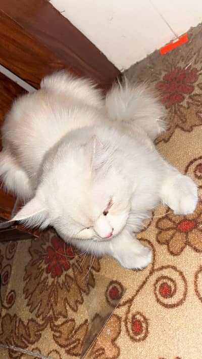 White cat male American breed