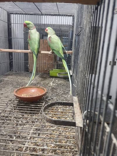 raw parrot pair
