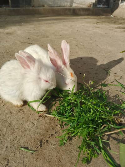 BUNNY RABBITS FOR SALE BLACK ANGORA/RED EYES/DESI BLACK AND WHITE