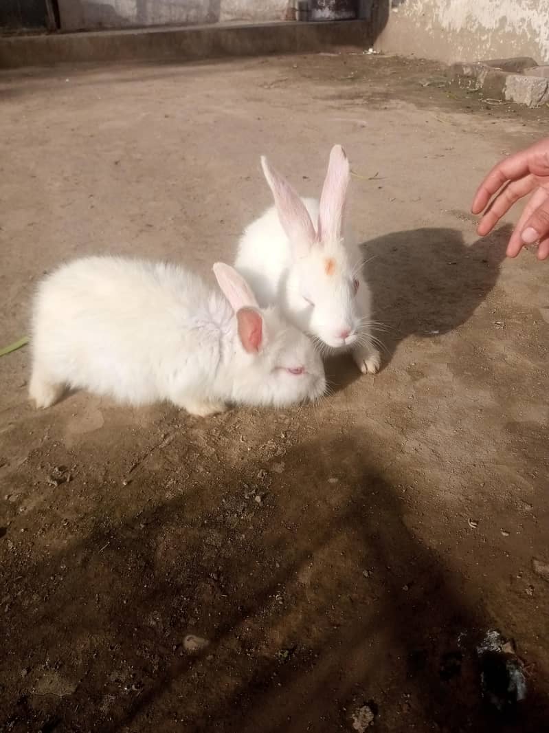 BUNNY RABBITS FOR SALE BLACK ANGORA/RED EYES/DESI BLACK AND WHITE ...