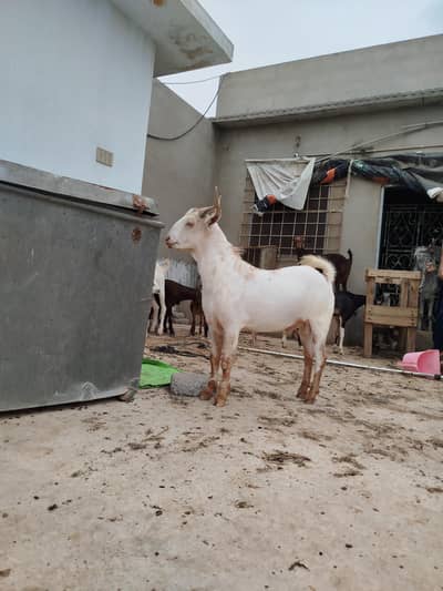 Nigerian Bakra for sale