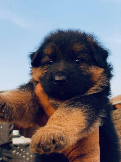 German Shepherd Puppy For Sale