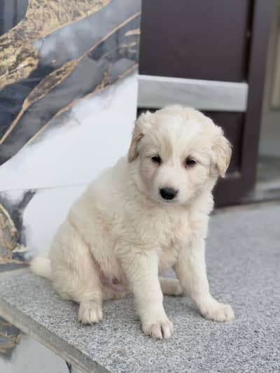 Golden Retriever - Double Coat Fluffy -  2 Months