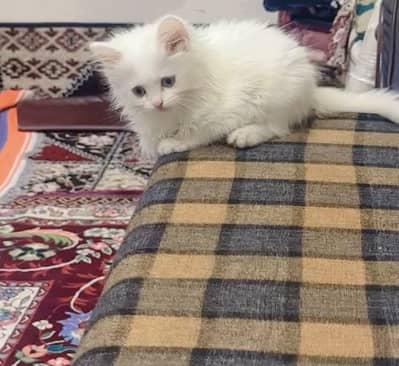 Persian triple coated