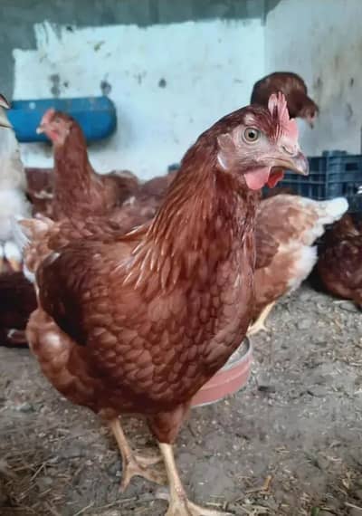 Desi Hens 900 per KG