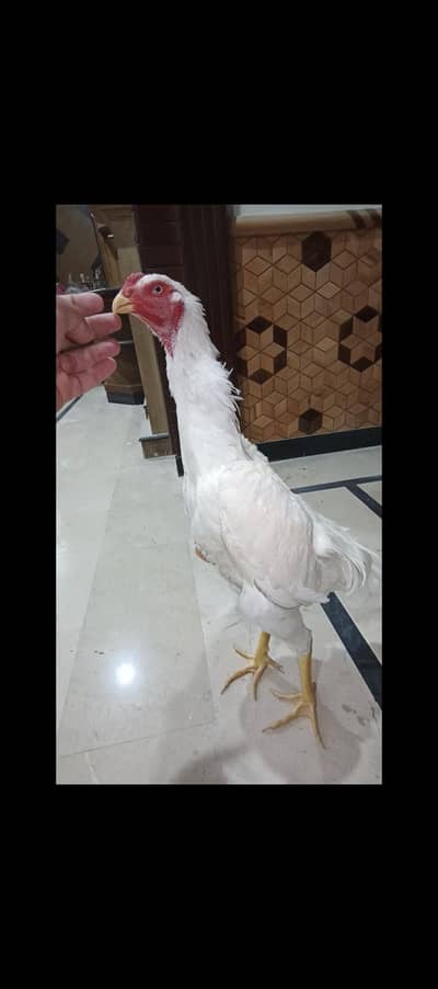 shamo aseel white male hen breed