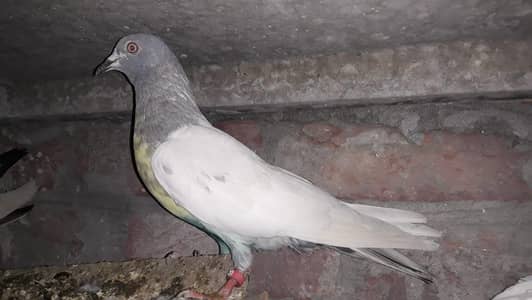 Vip Slaeta Nar For Sale.