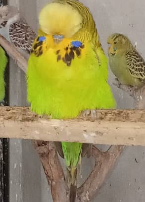 exhibition breeder pair australia