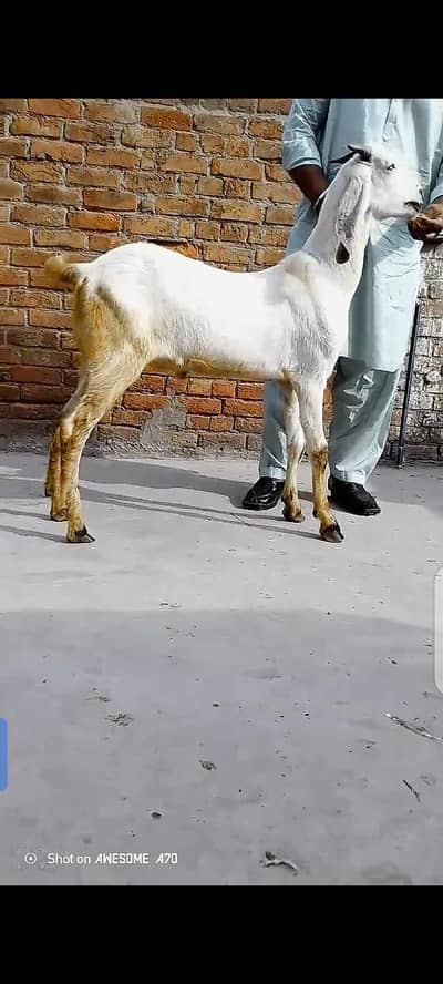 2dant bakra Qurbani kay leye khassi mota taza bakra