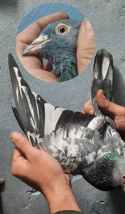 tadi golden qasori mix 10 piece