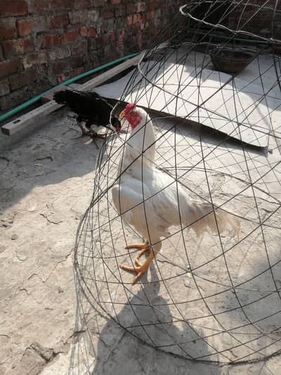 heera murga peli nuk nalliyo mae