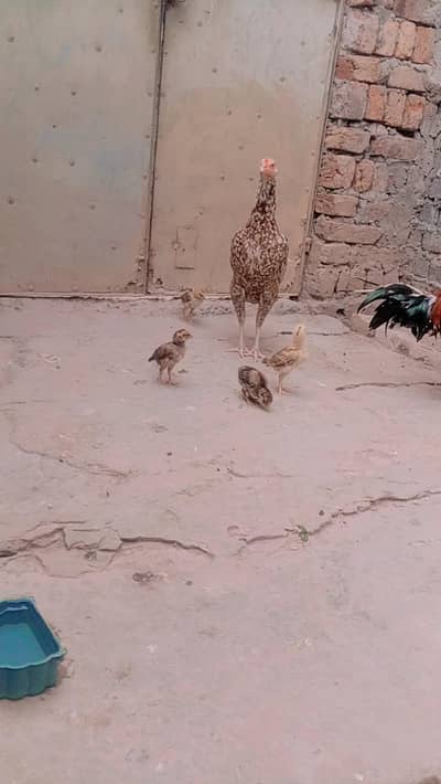 Jo add deakh rha ha jaldi rabta Karen all setup low price ma