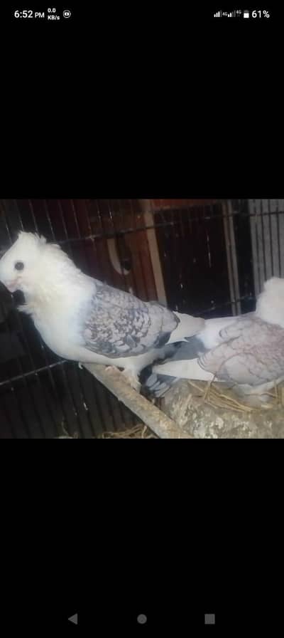 sentiment breeder  pair with egg 03014503558