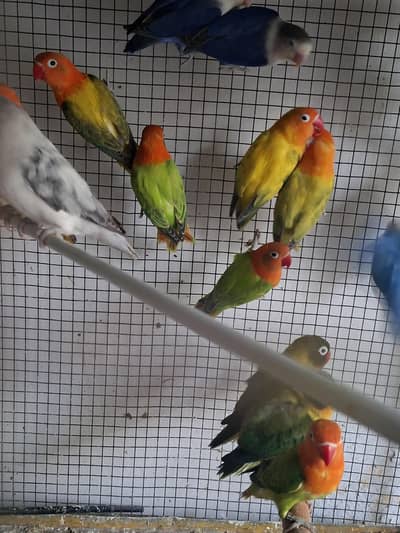 love birds breeder pairs for sale