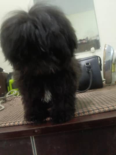 Top quality shihtzu puppy available for sale