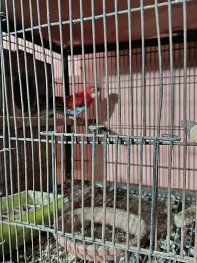 Red rossilla breeder pairs