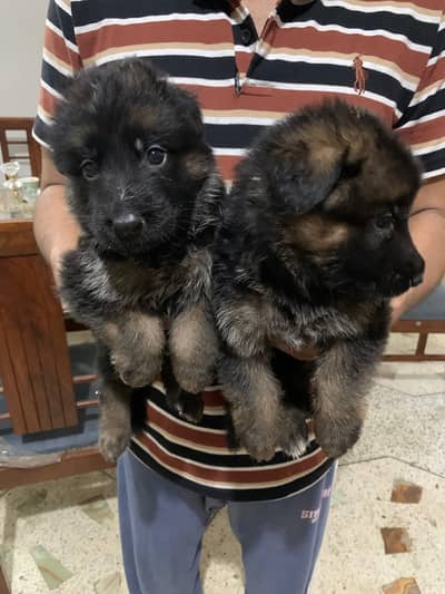 Germany Shepherd pedigree puppy's
