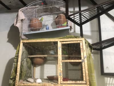 Budgie 8 pair for sale