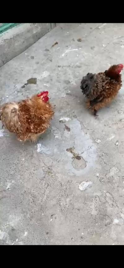 Different bread eggs and chicks availble