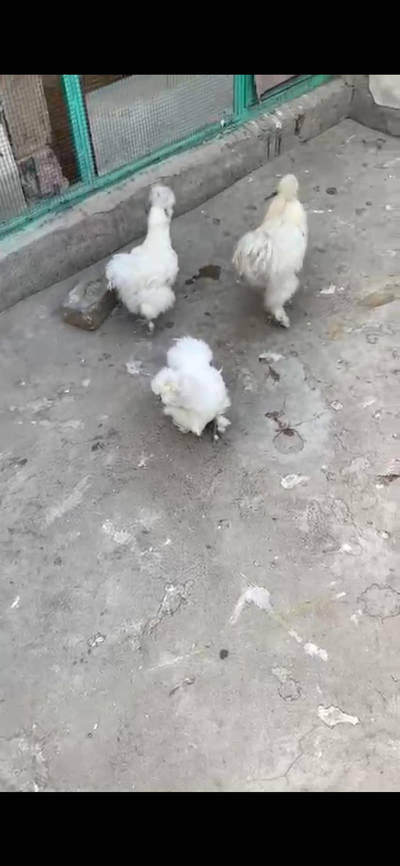 Different bread chicks availble 3