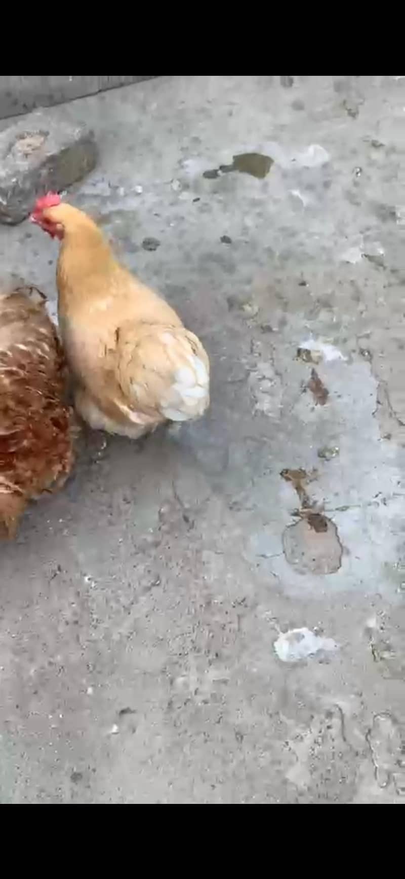 Different bread chicks availble 4