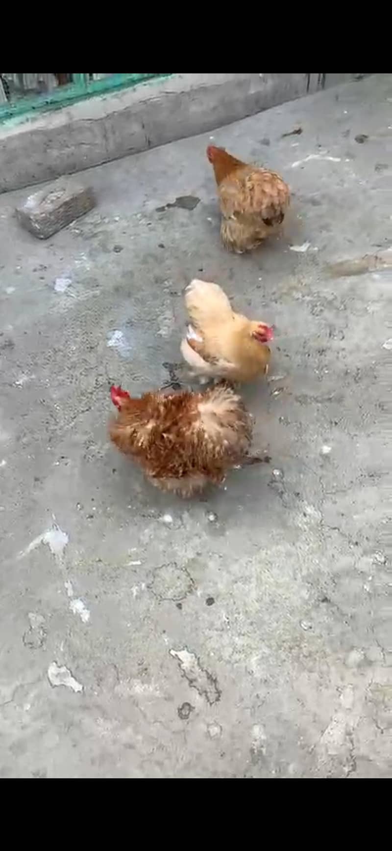 Different bread chicks availble 5