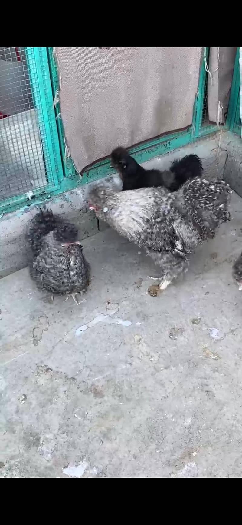 Different bread chicks availble 6