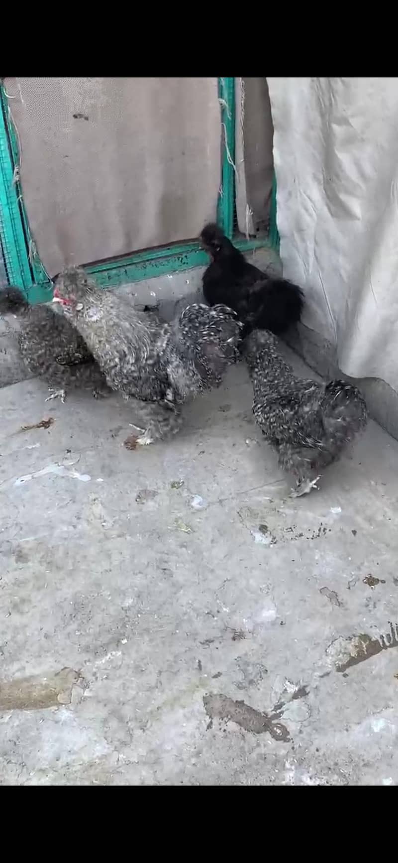 Different bread chicks availble 7