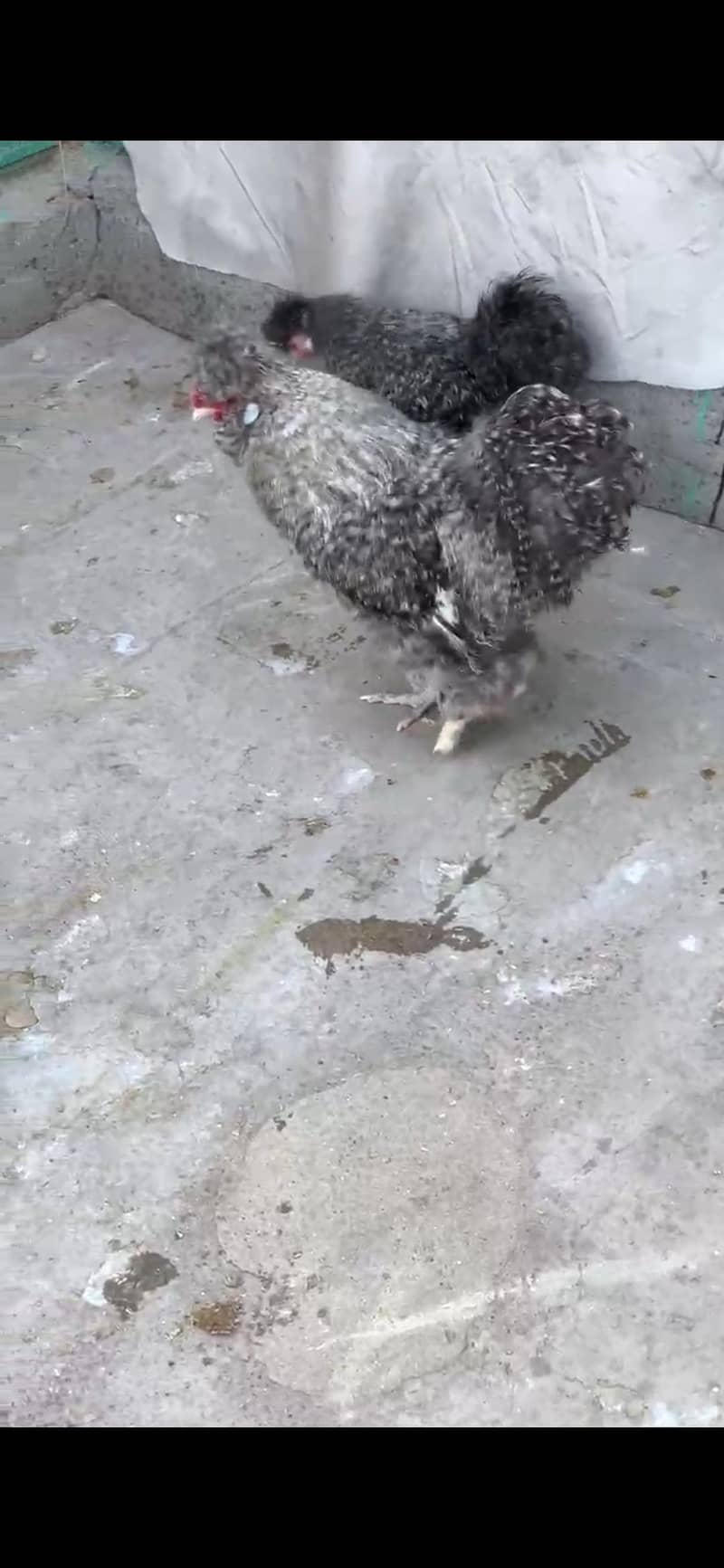 Different bread chicks availble 8