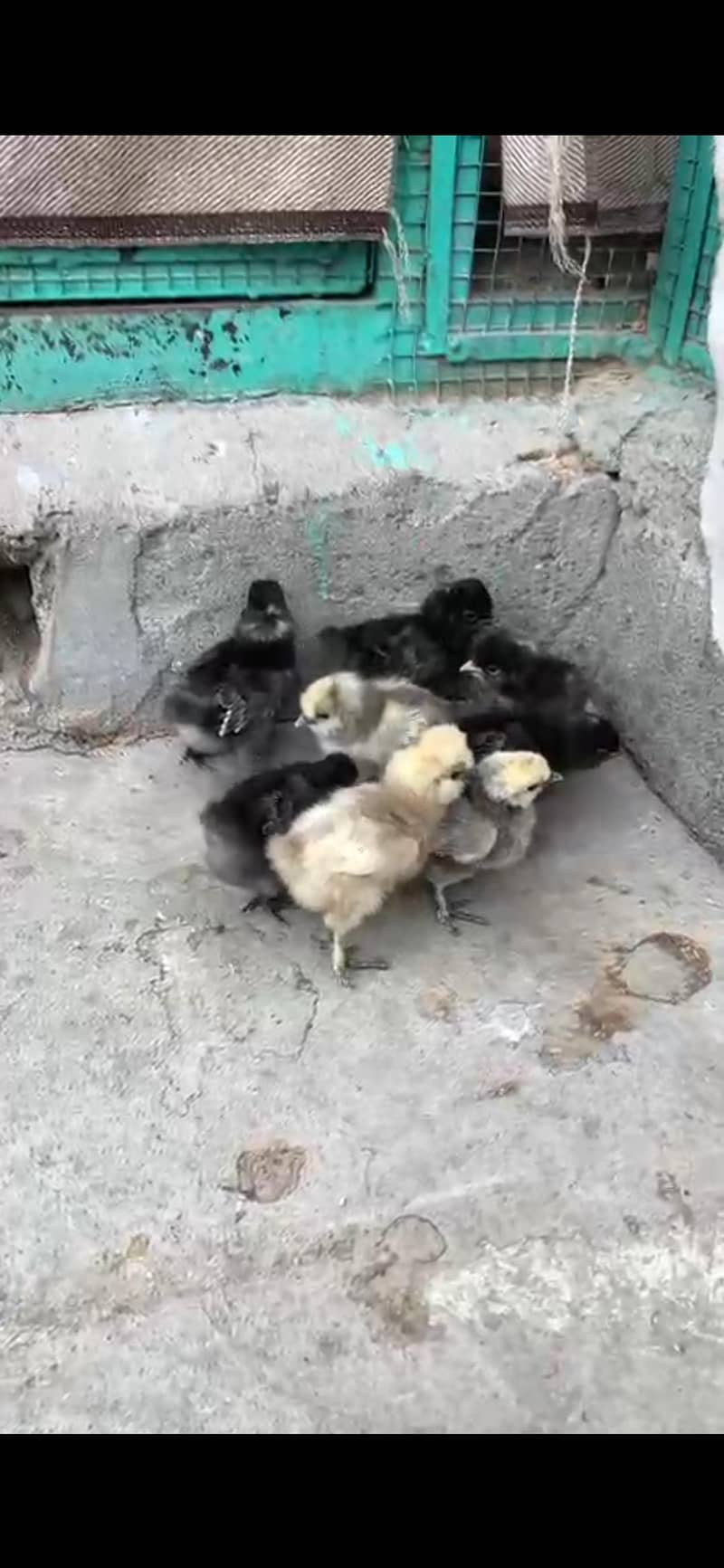 Different bread chicks availble 9