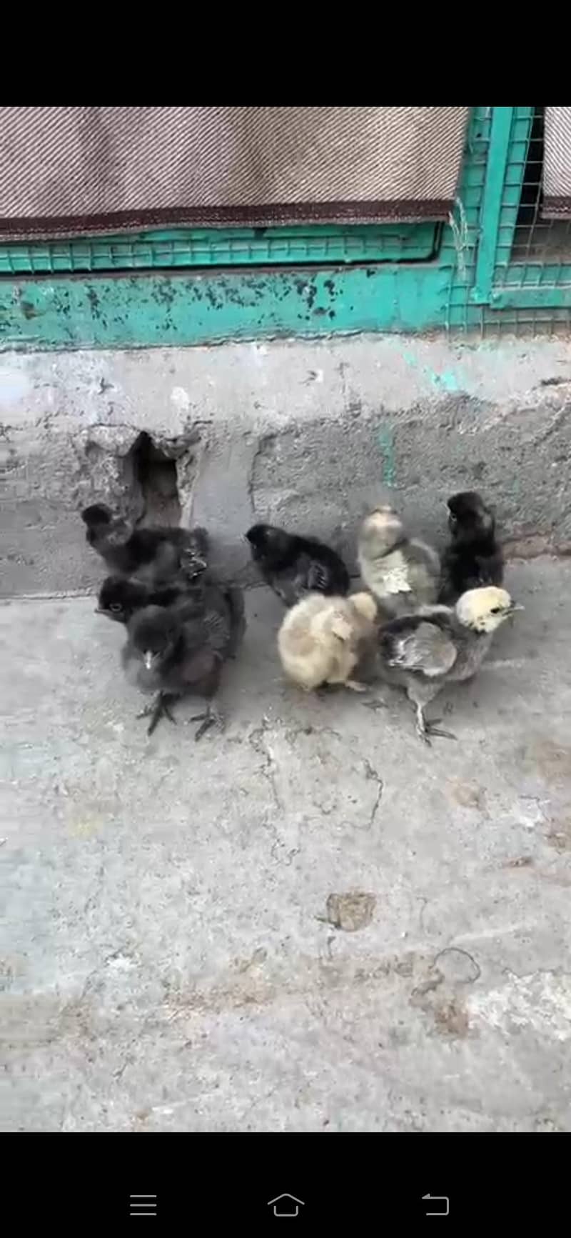 Different bread chicks availble 10