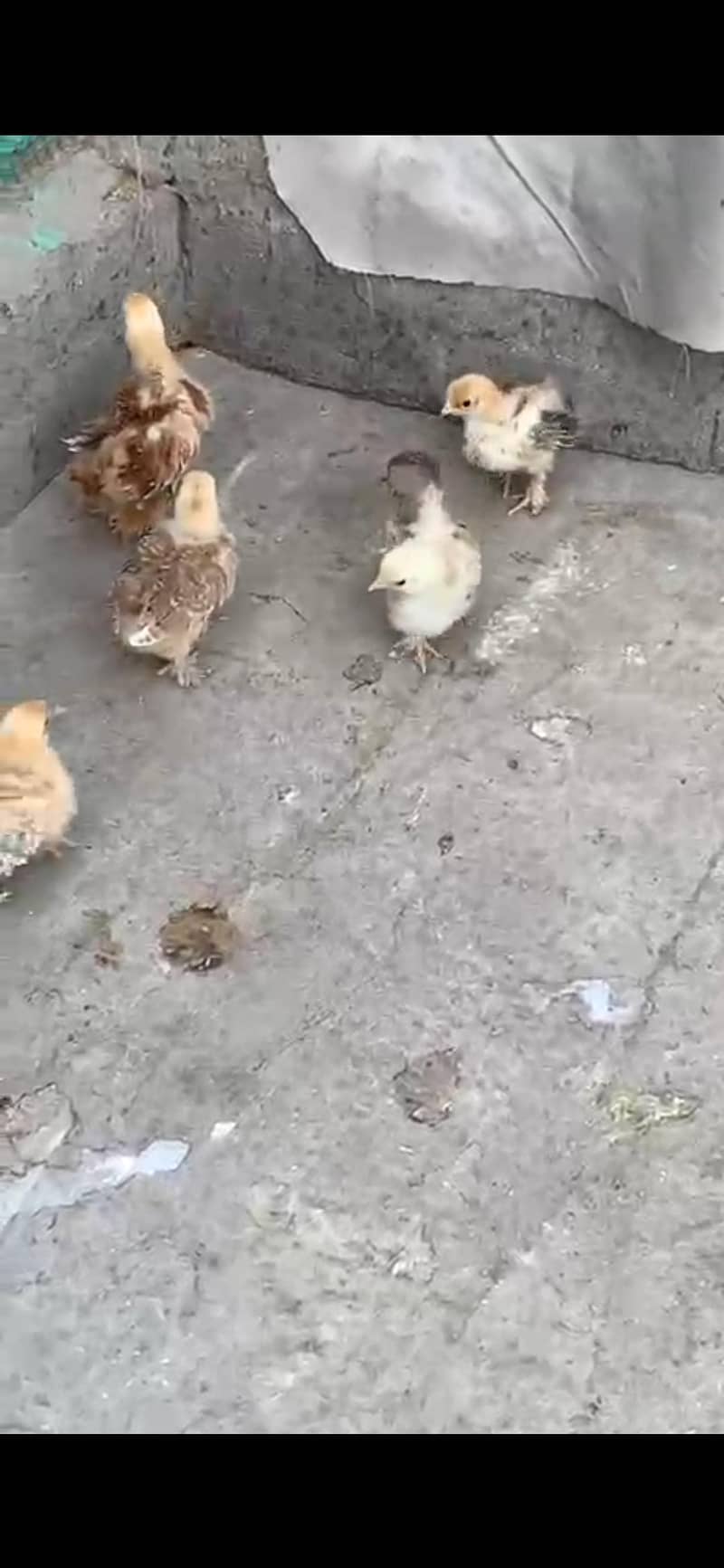 Different bread chicks availble 11