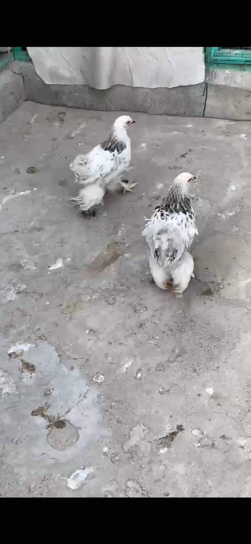 Different bread chicks availble 12