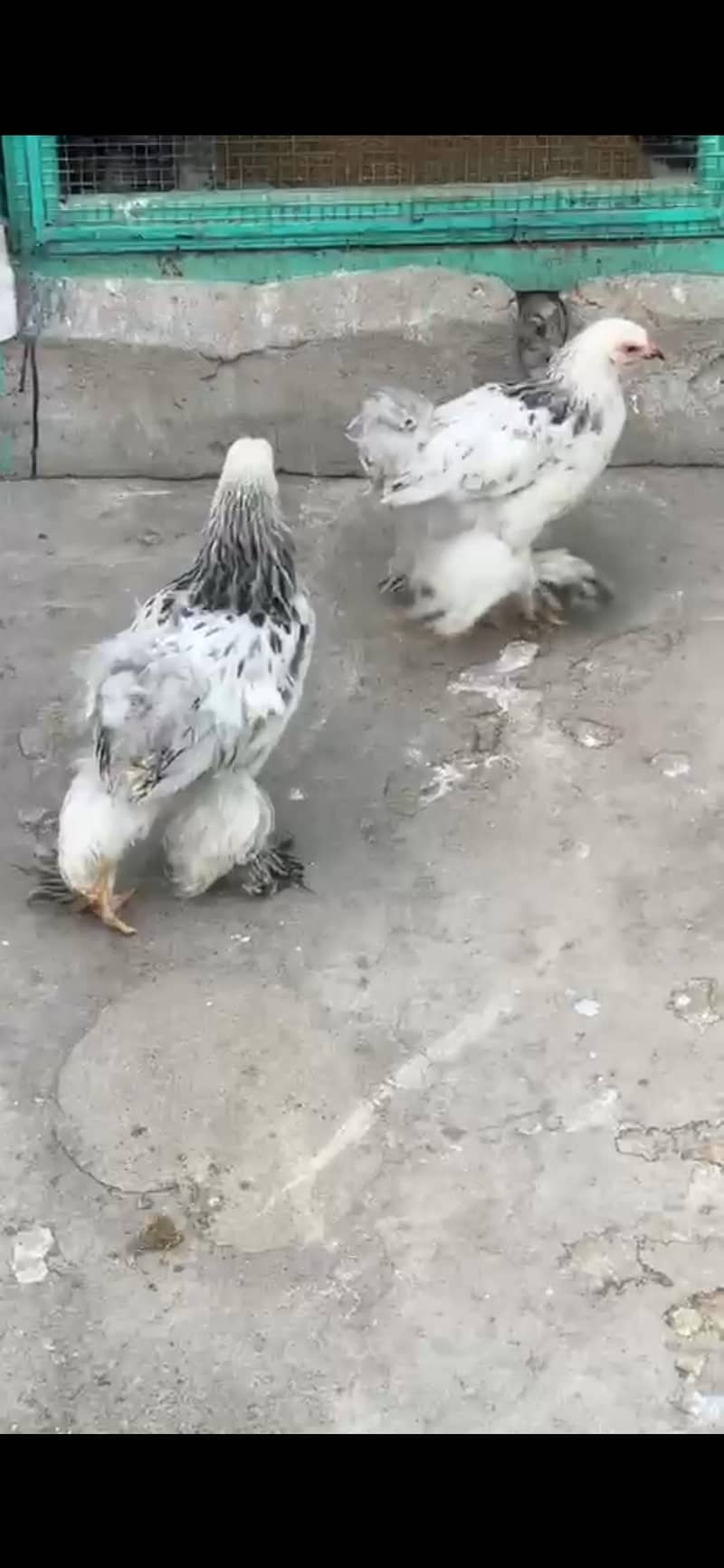 Different bread chicks availble 13