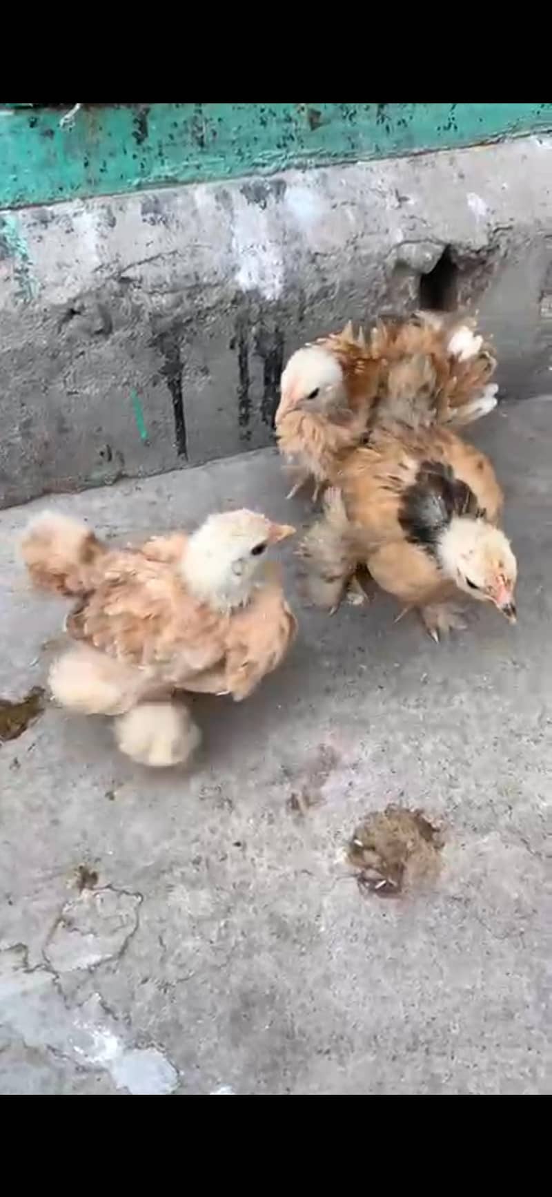 Different bread chicks availble 14