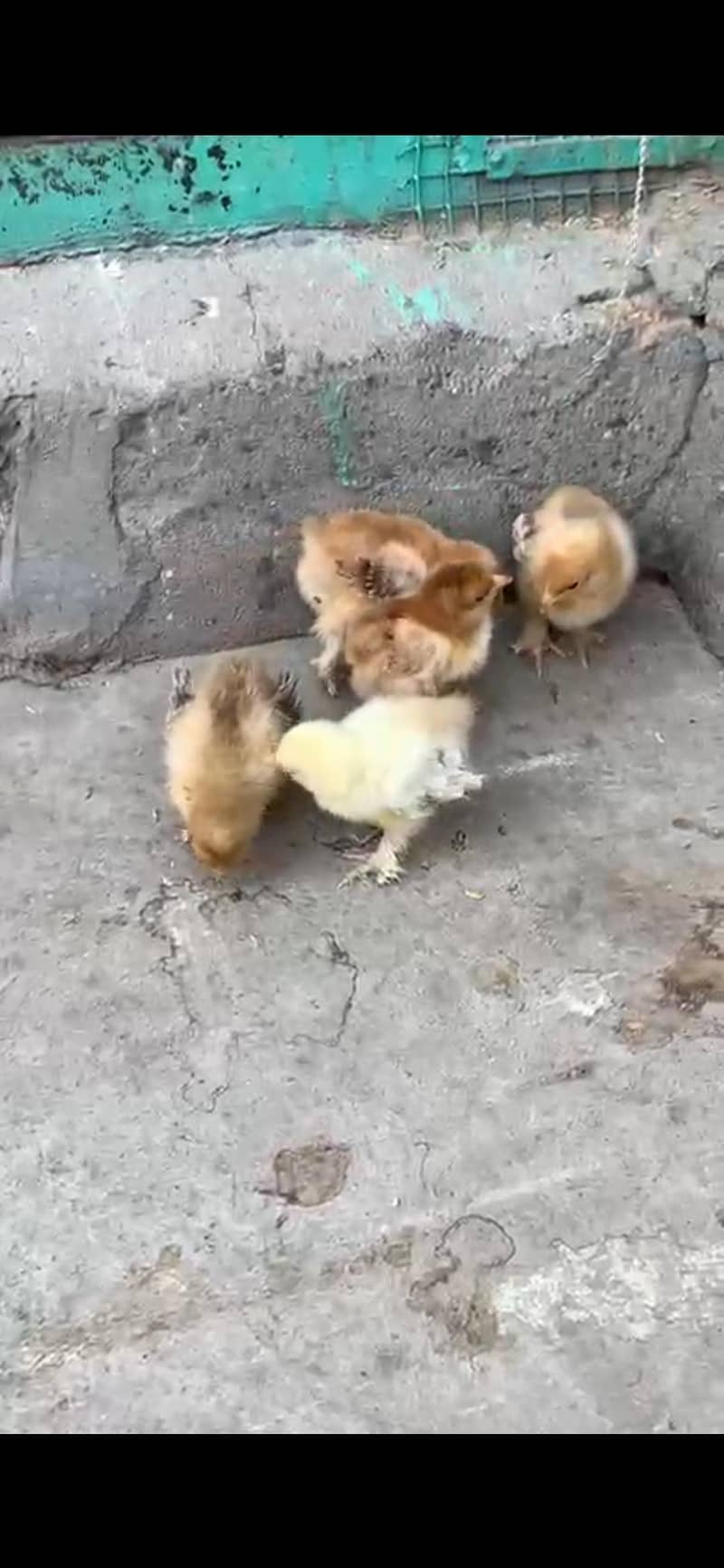 Different bread chicks availble 15