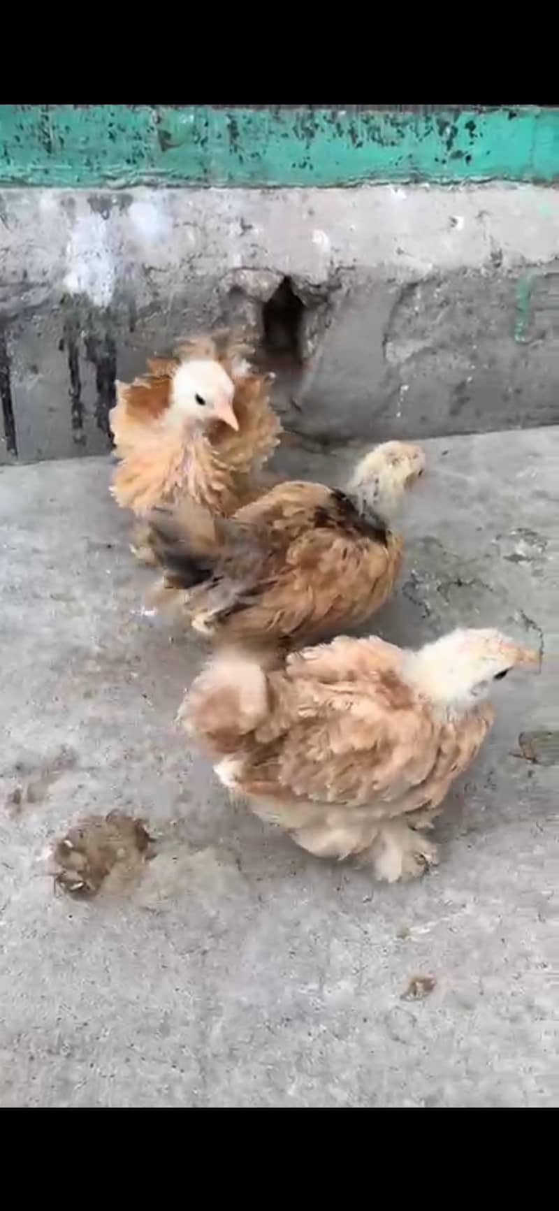 Different bread chicks availble 16