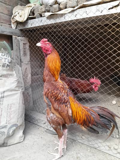 peela male+Madi[0306-14-88-325]