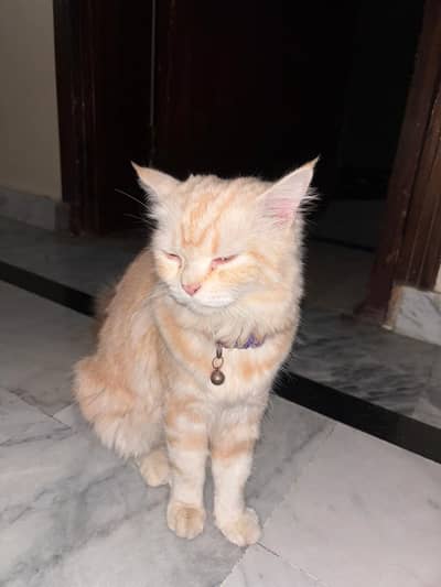 Persian Mix,Beautiful Cream Tabby