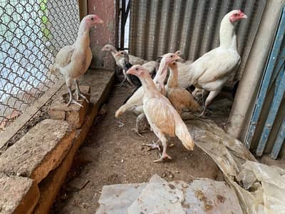 Thai chick's for sale