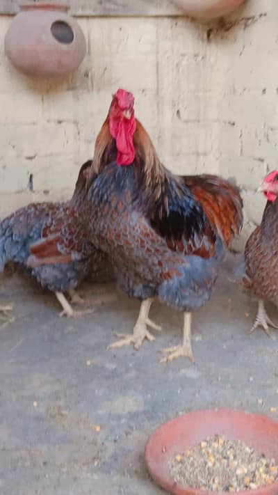 BLUE LACED WYANDOTTE