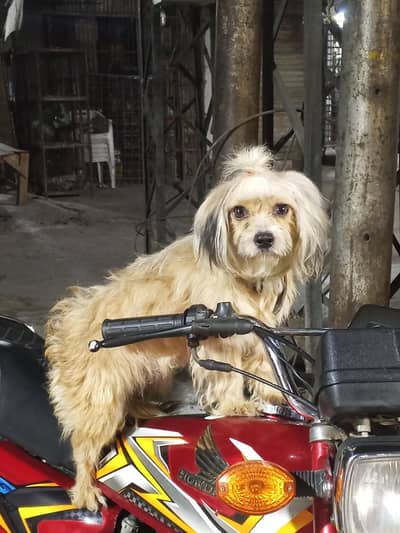 shitzoo female available