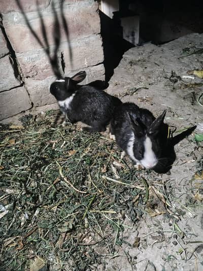 Rabbits 2 months sale