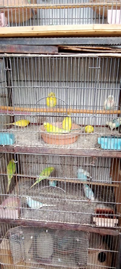 budgies parrot