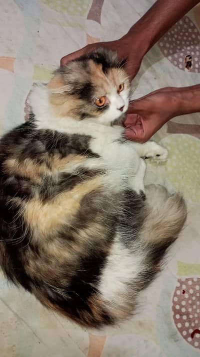 Persian Cat for sale 