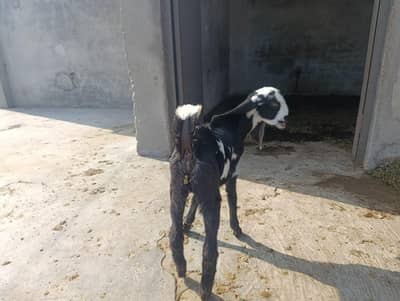 2 bakriya hn or 4 bchy hn 2.5 month k