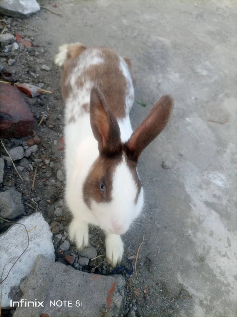 Rabbit  1