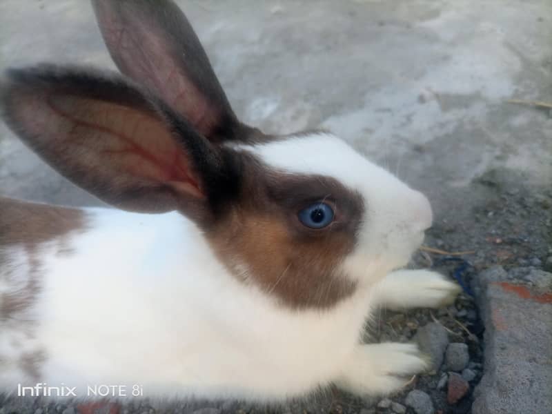 Rabbit  2