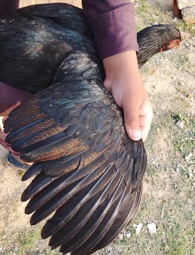 aseel murgi for sale