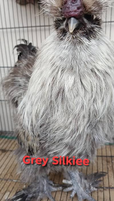 Grey Silkie | 4 portion Cage | Golden silkie